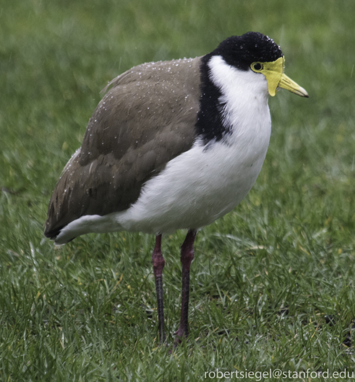 lapwing